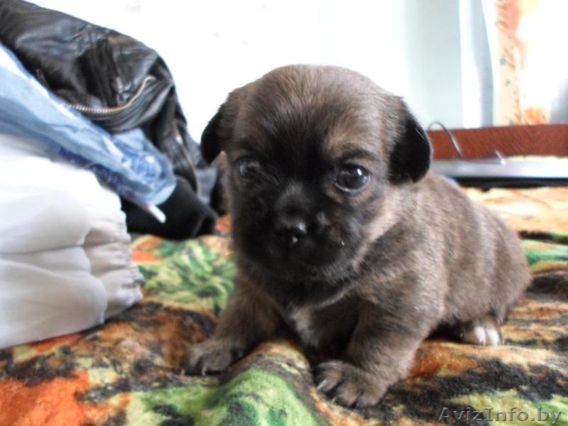 Продам 2-х щенков, мальчиков пекинесов.  - Изображение #1, Объявление #1095416