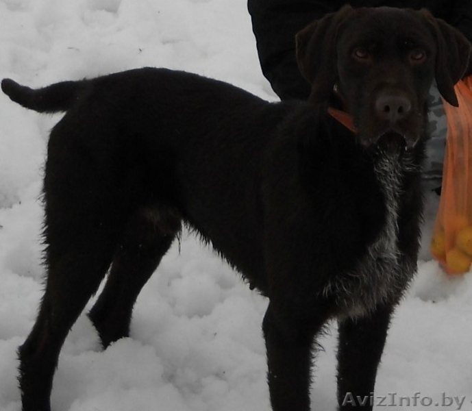 Потерялась собака Албано - Изображение #2, Объявление #1199768