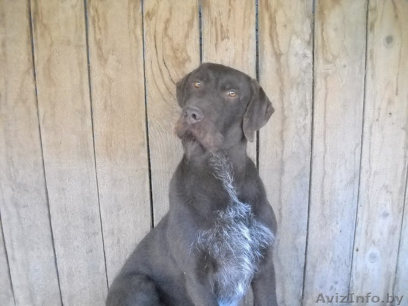 Потерялась собака Албано - Изображение #3, Объявление #1199768