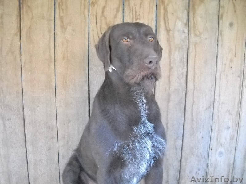 Потерялась собака Албано - Изображение #1, Объявление #1199768