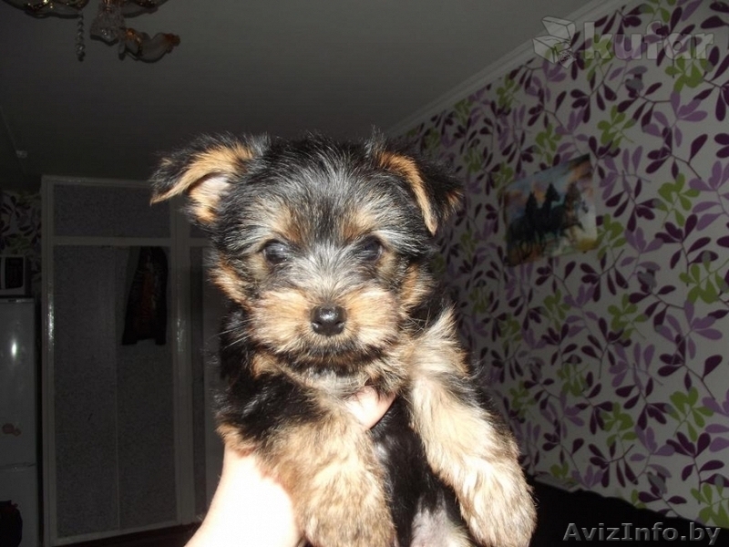 Обворожительные,игривые и веселые щенки Йоркширского терьера (два мальчики)  - Изображение #2, Объявление #1257083