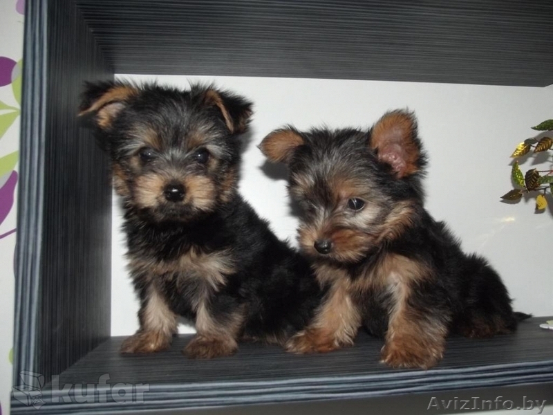 Обворожительные,игривые и веселые щенки Йоркширского терьера (два мальчики)  - Изображение #1, Объявление #1257083