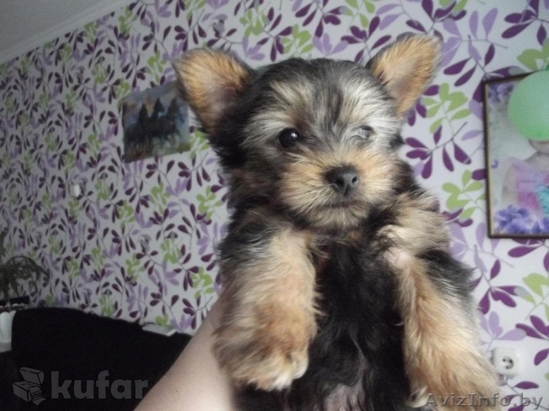 Обворожительные,игривые и веселые щенки Йоркширского терьера (два мальчики)  - Изображение #3, Объявление #1257083