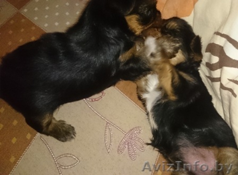 Щенки йоркширского терьера мини - Изображение #3, Объявление #1302090