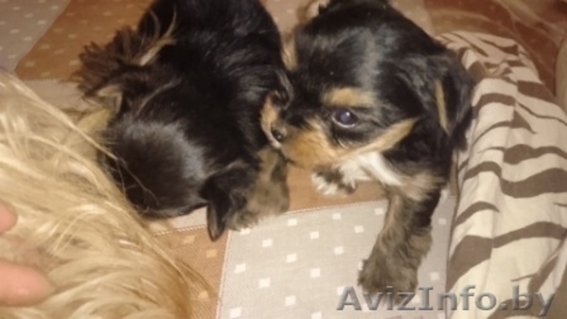 Щенки йоркширского терьера мини - Изображение #2, Объявление #1302090
