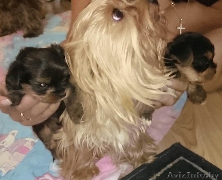 Щенки йоркширского терьера мини - Изображение #1, Объявление #1302090