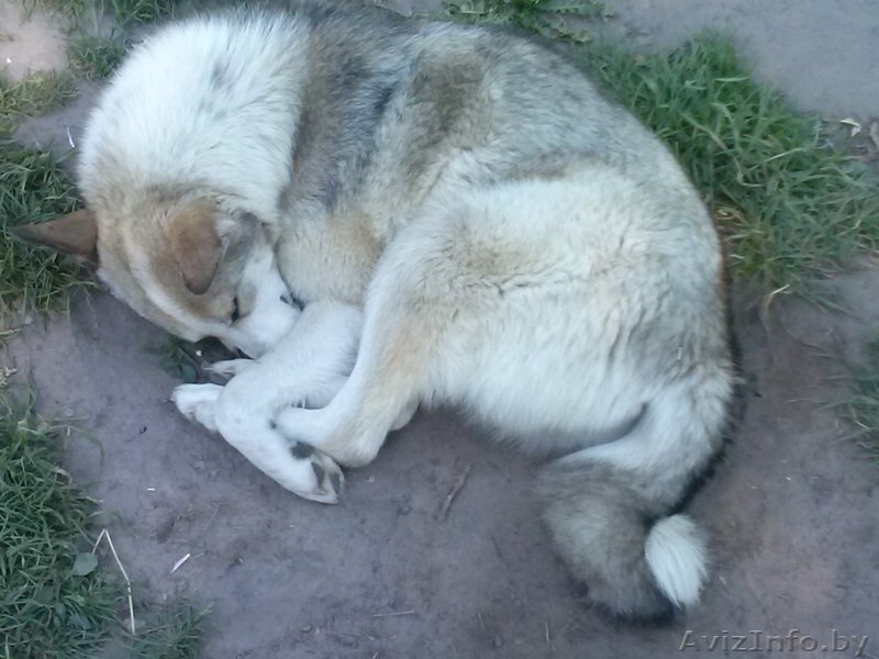 Щенки даром в добрые руки - Изображение #2, Объявление #1355304