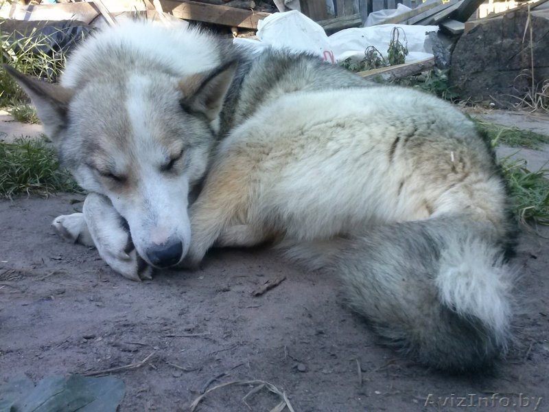 Щенки даром в добрые руки - Изображение #1, Объявление #1355304