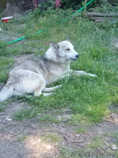 Щенки даром в добрые руки - Изображение #3, Объявление #1355304