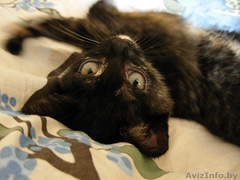 милый котенок в дар - в хорошие руки - Изображение #3, Объявление #1471505