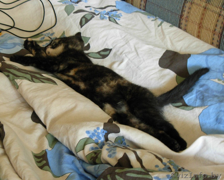 милый котенок в дар - в хорошие руки - Изображение #2, Объявление #1471505