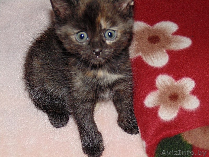 Отдам котенка даром в хорошие руки - Изображение #1, Объявление #1464687