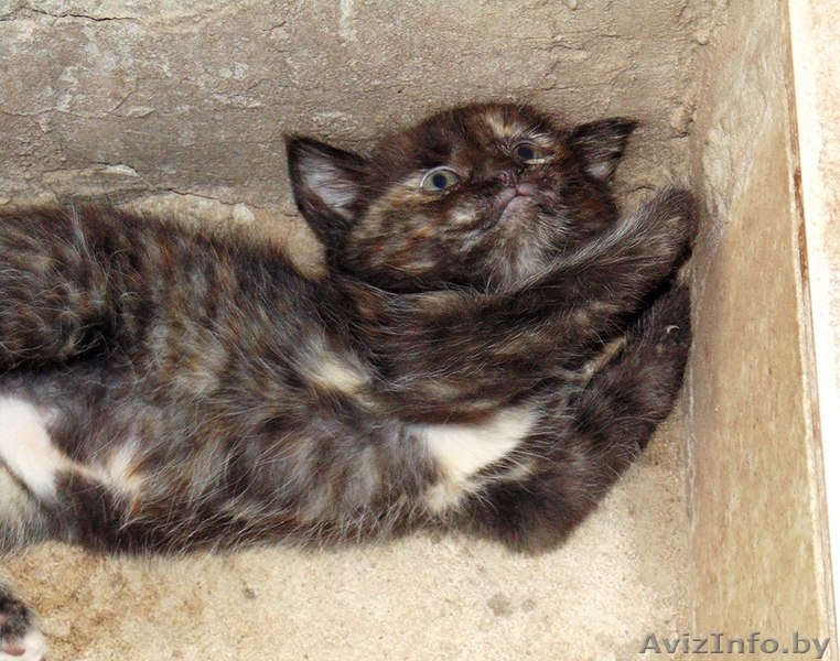 Отдам котенка даром в хорошие руки - Изображение #2, Объявление #1464687