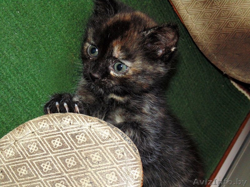 Отдам котенка даром в хорошие руки - Изображение #3, Объявление #1464687