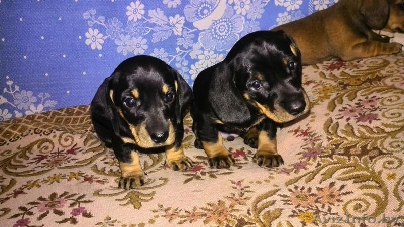 Щенки таксы стандартной  гладкошерстной - Изображение #1, Объявление #1491891