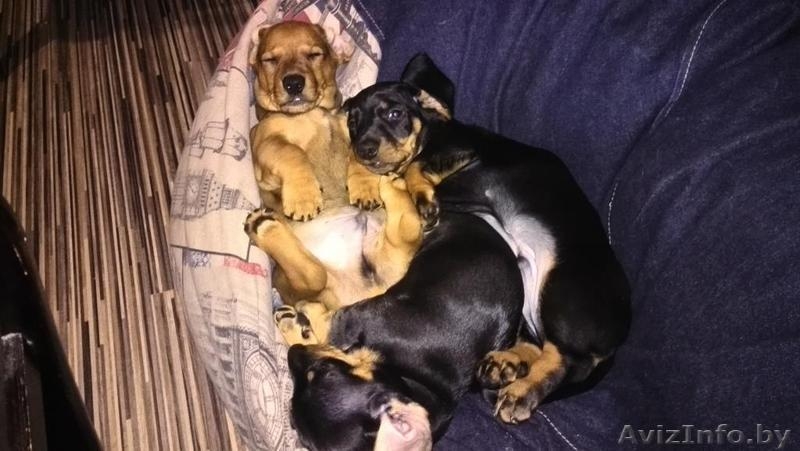 Щенки таксы стандартной  гладкошерстной - Изображение #3, Объявление #1491891