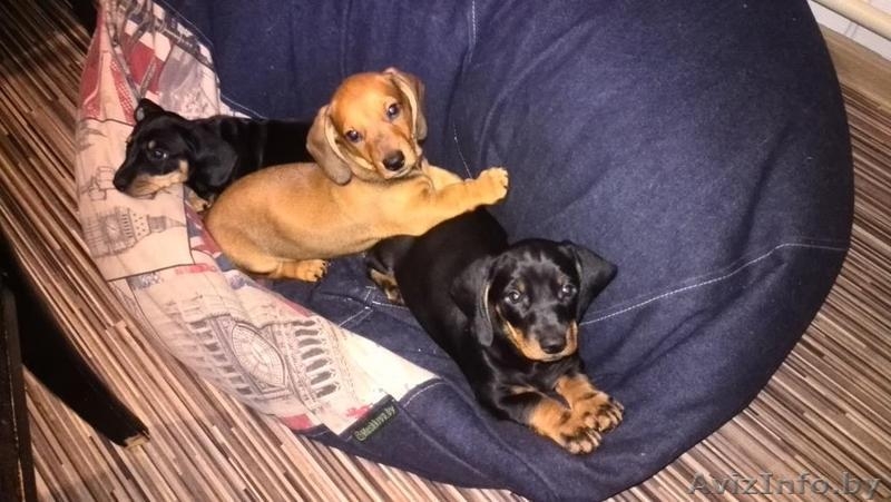 Щенки таксы стандартной  гладкошерстной - Изображение #4, Объявление #1491891